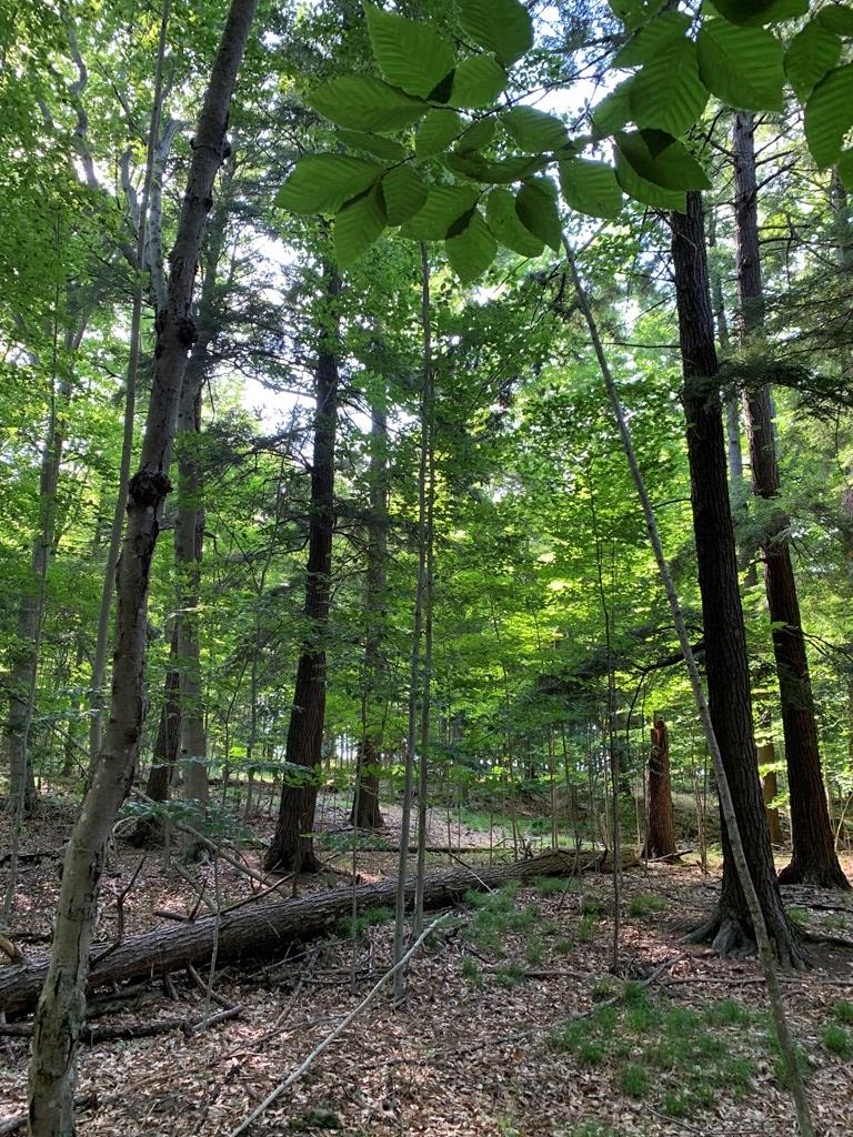 Tbd Lost Lake Road Egg Harbor, WI 54209 - Photo 18 of 29