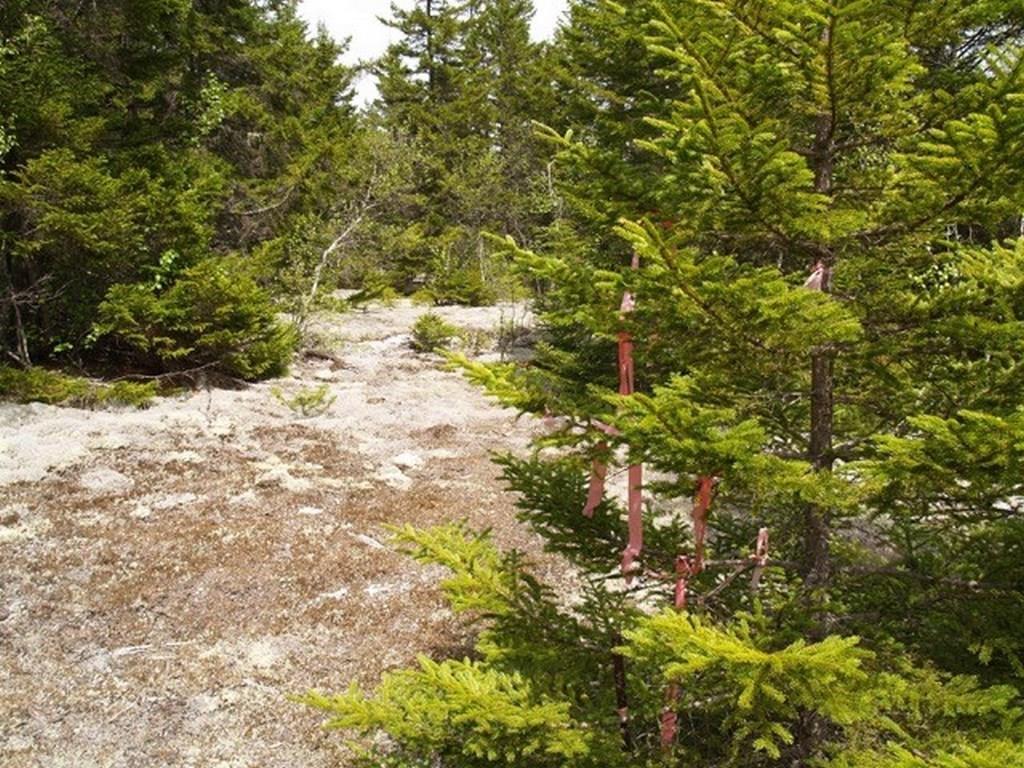 Lot 30 Firecracker Road Carroll Plt, ME 04487 - Photo 6 of 11 Photo