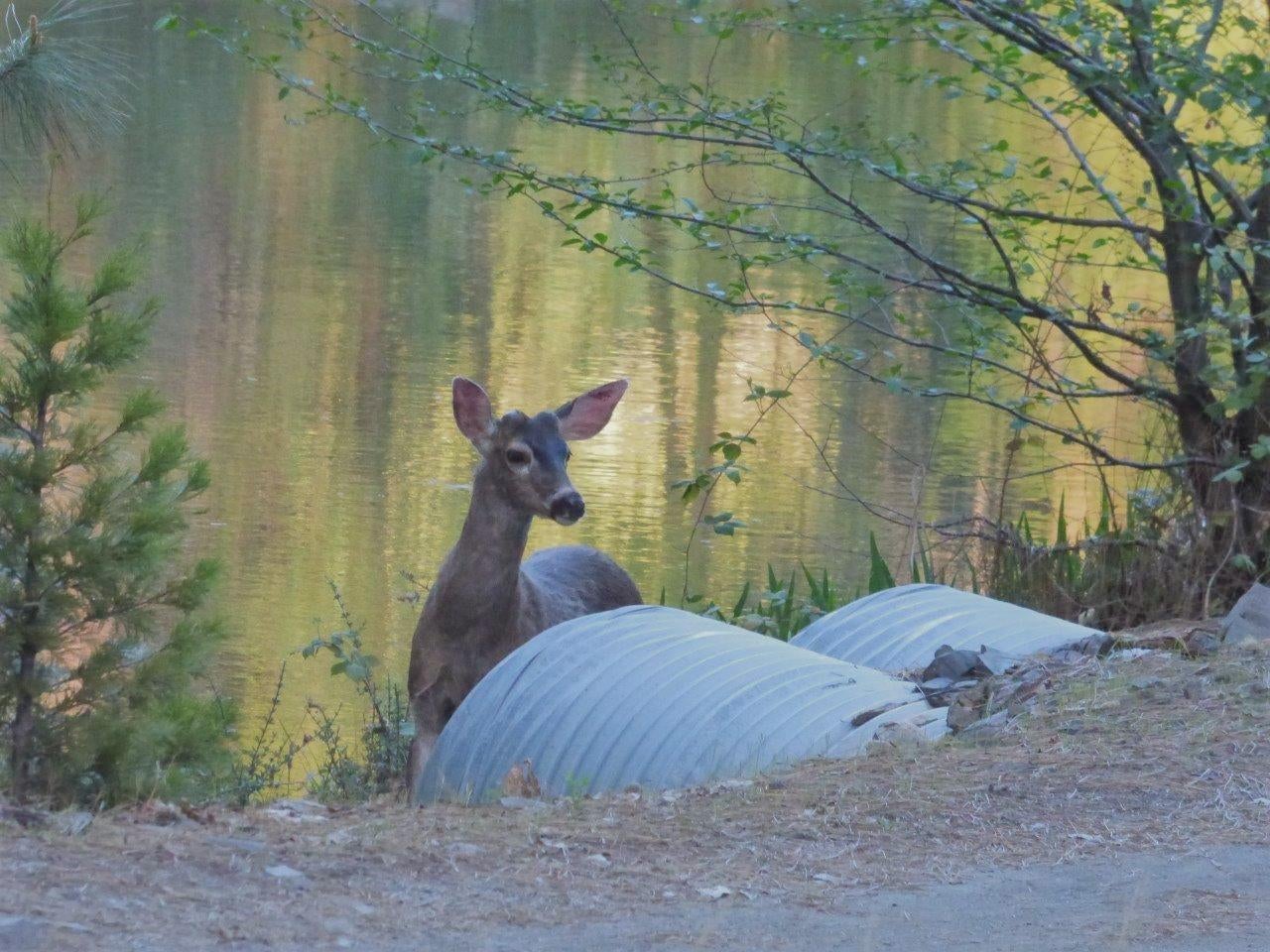 6520 Tunnel Loop Road Grants Pass, OR 97526 - Photo 67 of 69 Beautiful pond full of fish and surrounding wildlife