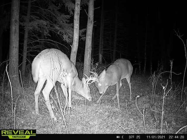 W10605 White Birch Road Kennan, WI 54537 - Photo 10 of 22 Gallery Image 10