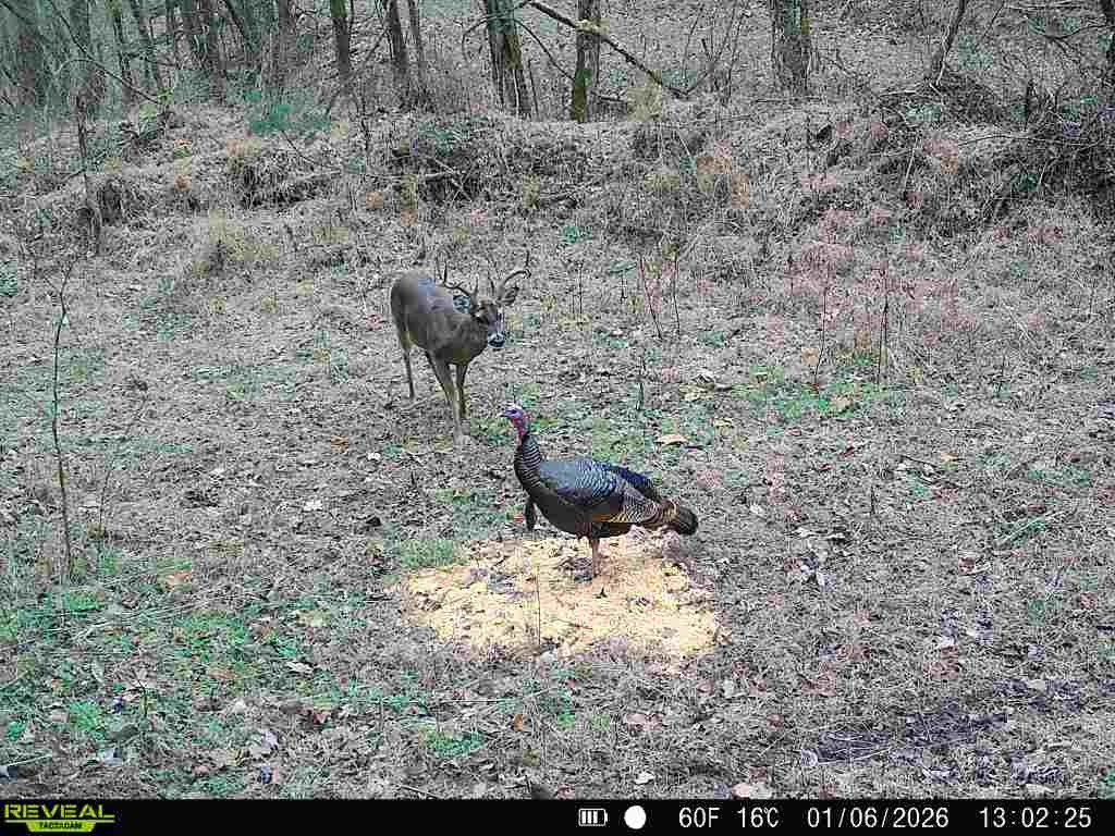 268 Ben Gentry Road Elmwood, TN 38560 - Photo 35 of 36 Gallery Image 35