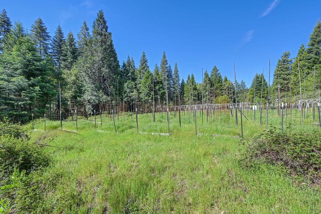 1535 Derbec Road Nevada City, CA 95959 - Photo 13 of 39 a view of a park with large trees