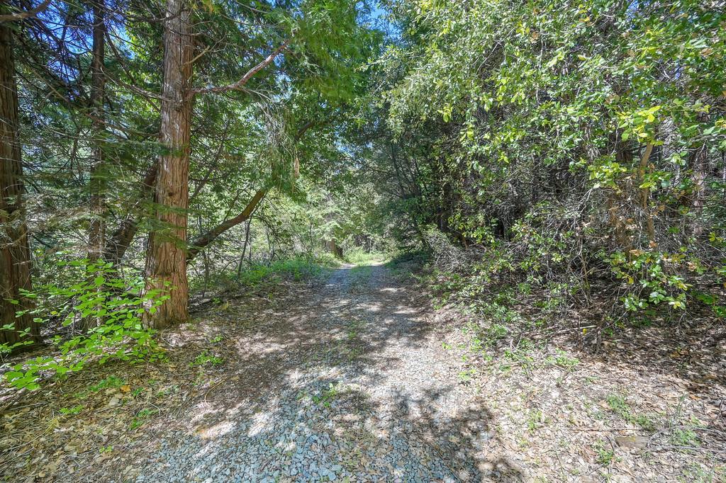 1535 Derbec Road Nevada City, CA 95959 - Photo 18 of 39 a view of a forest with lots of trees