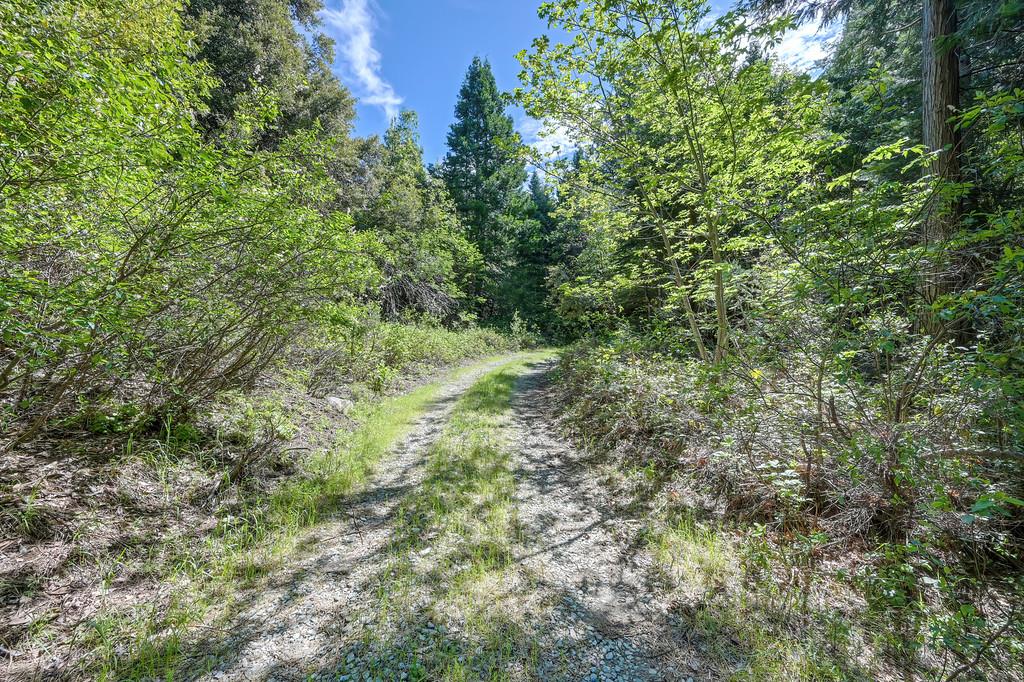 1535 Derbec Road Nevada City, CA 95959 - Photo 19 of 39 a view of a lush green forest