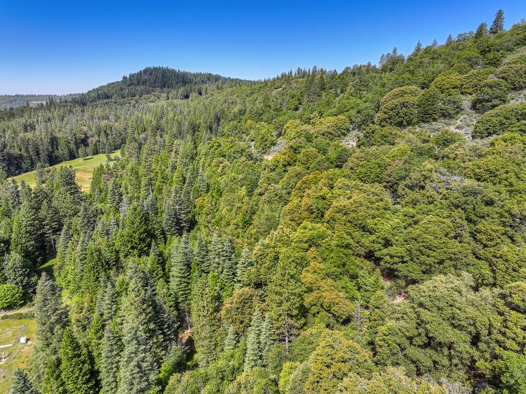 1535 Derbec Road Nevada City, CA 95959 - Photo 31 of 39 a view of a lush green forest with trees in the background