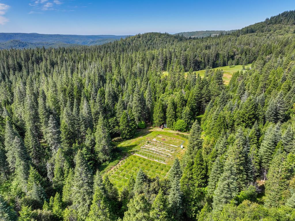 1535 Derbec Road Nevada City, CA 95959 - Photo 32 of 39 a view of a yard with a tree