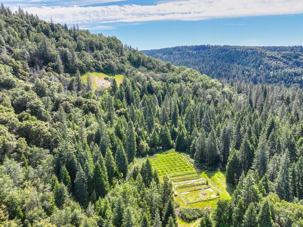 1535 Derbec Road Nevada City, CA 95959 - Photo 7 of 39 a view of a yard