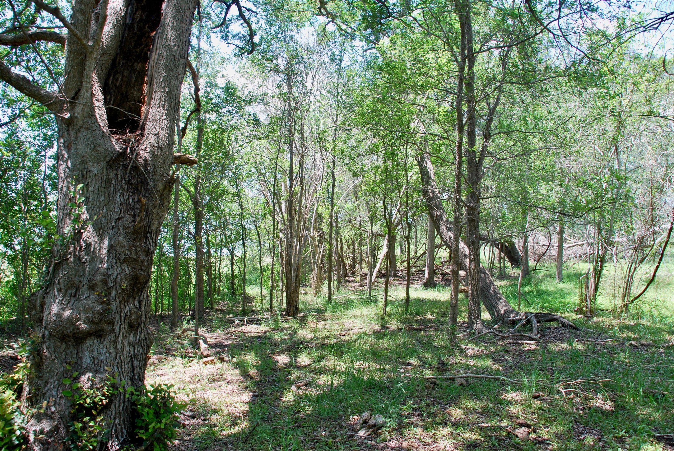 2116 Langdon Road Weimar, TX 78962 - Photo 24 of 43 a big yard with lots of green space and trees