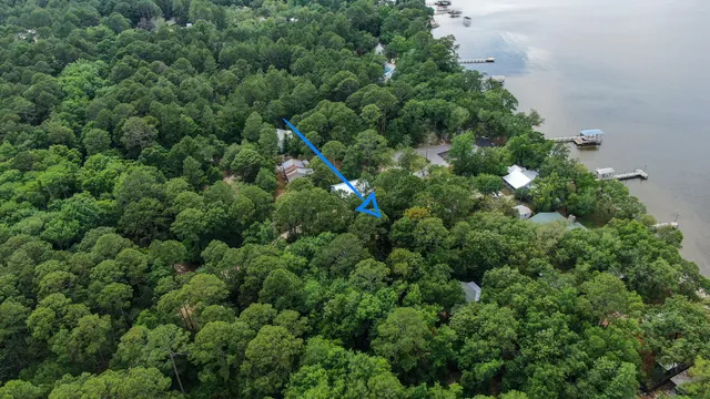 a view of a forest with a tree