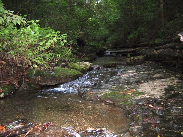 480 Knox Pearson Road Manchester, TN 37355 - Photo 14 of 20 Beautiful running creek on the property, this has so much to offer for the nature lover.