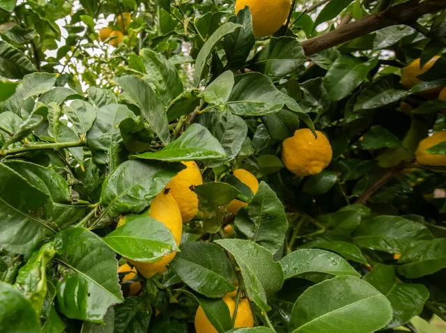 $789,000 | 1890 Hornet Avenue, Clovis, CA 93619