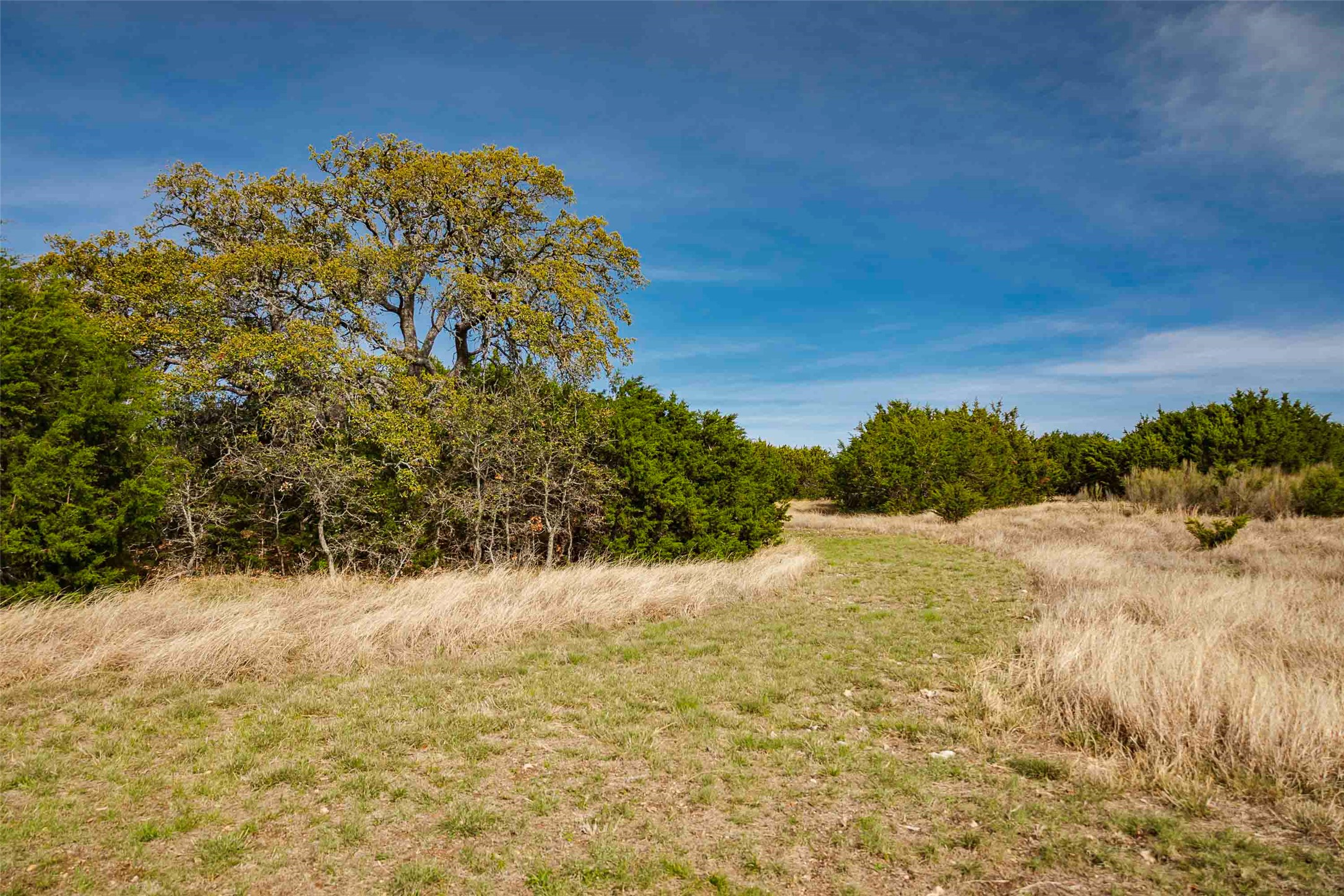 Tbd Saddle Ridge Drive Bertram, TX 78605 - Photo 16 of 40 View of local wilderness