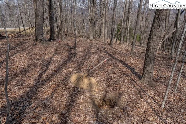 a view of backyard with tree