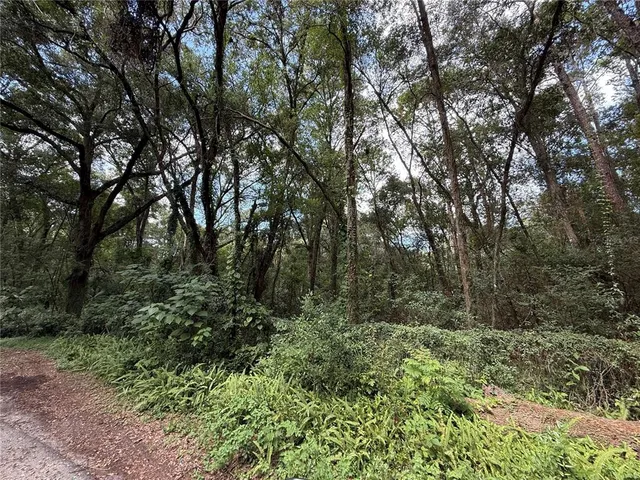 a view of a forest with trees in front of it