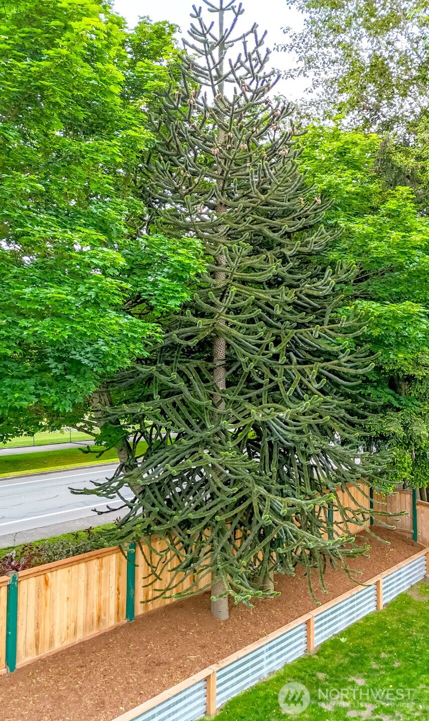 5475 Park Pl Loop Southeast Lacey, WA 98503 - Photo 29 of 40 a view of a yard with an outdoor space