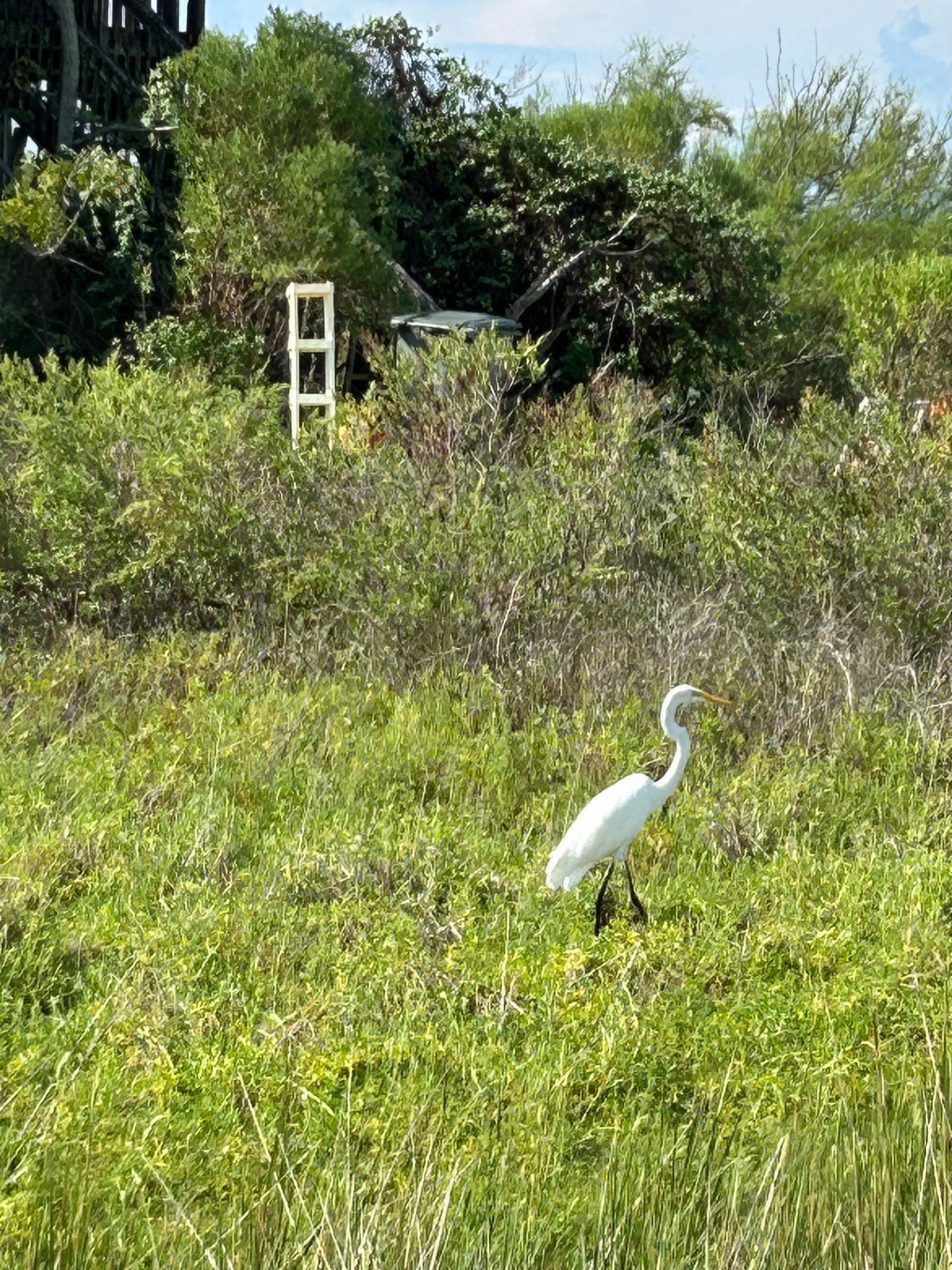 11135 Sportsman Road Galveston, TX 77554 - Photo 5 of 18 a view of a back yard