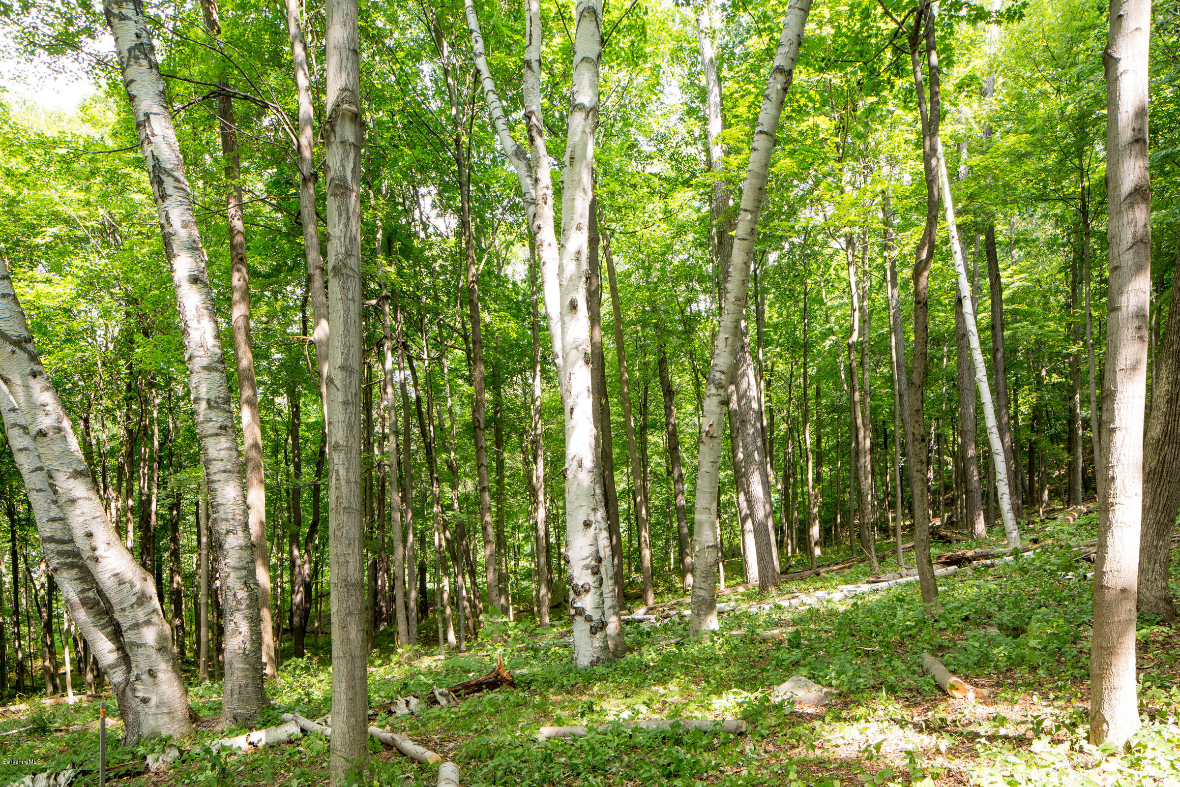 429 Under Mountain Road Lenox, MA 01240 - Photo 6 of 10 a view of outdoor space and a yard