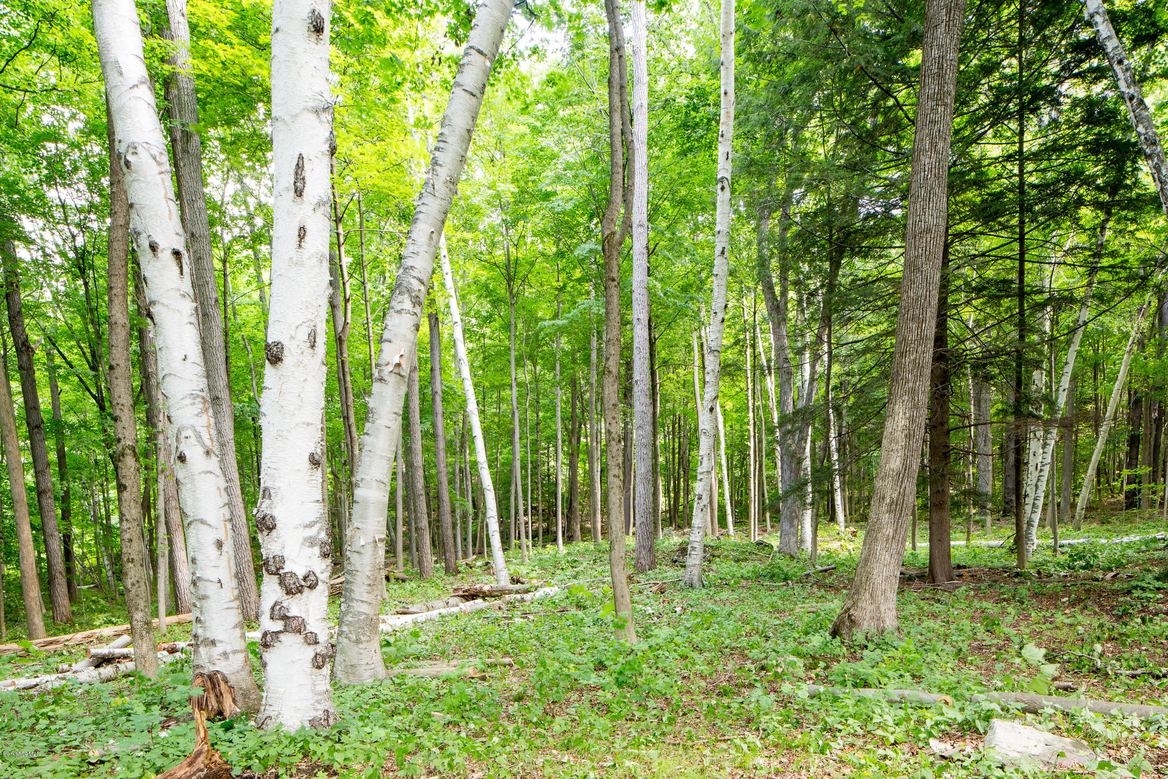 429 Under Mountain Road Lenox, MA 01240 - Photo 7 of 10 a big yard with lots of green space and trees