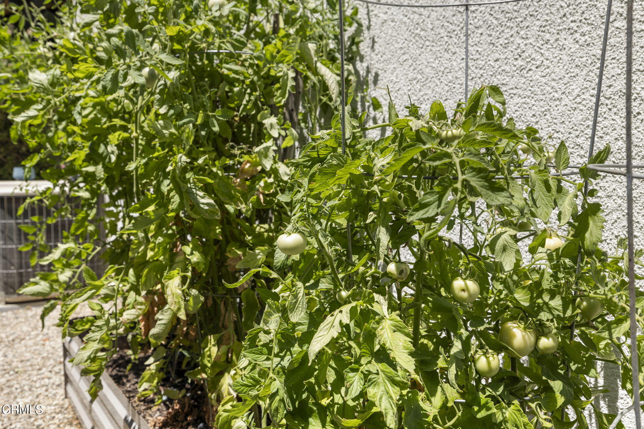 32807 Ridge Top Lane Castaic, CA 91384 - Photo 59 of 67 Veggie Garden