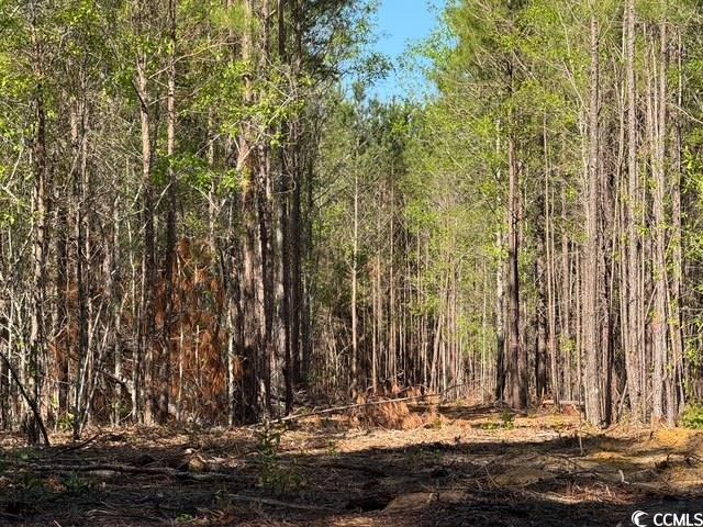 0 Barts Road Loris, SC 29569 - Photo 2 of 14 View of nature featuring a view of trees