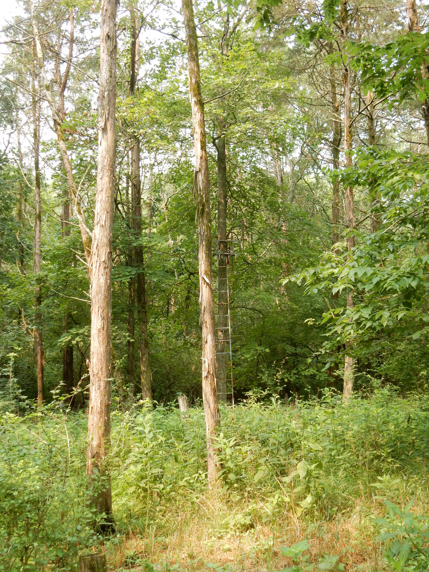 1081 Hifner Road Versailles, KY 40383 - Photo 76 of 91 1081 Hifner