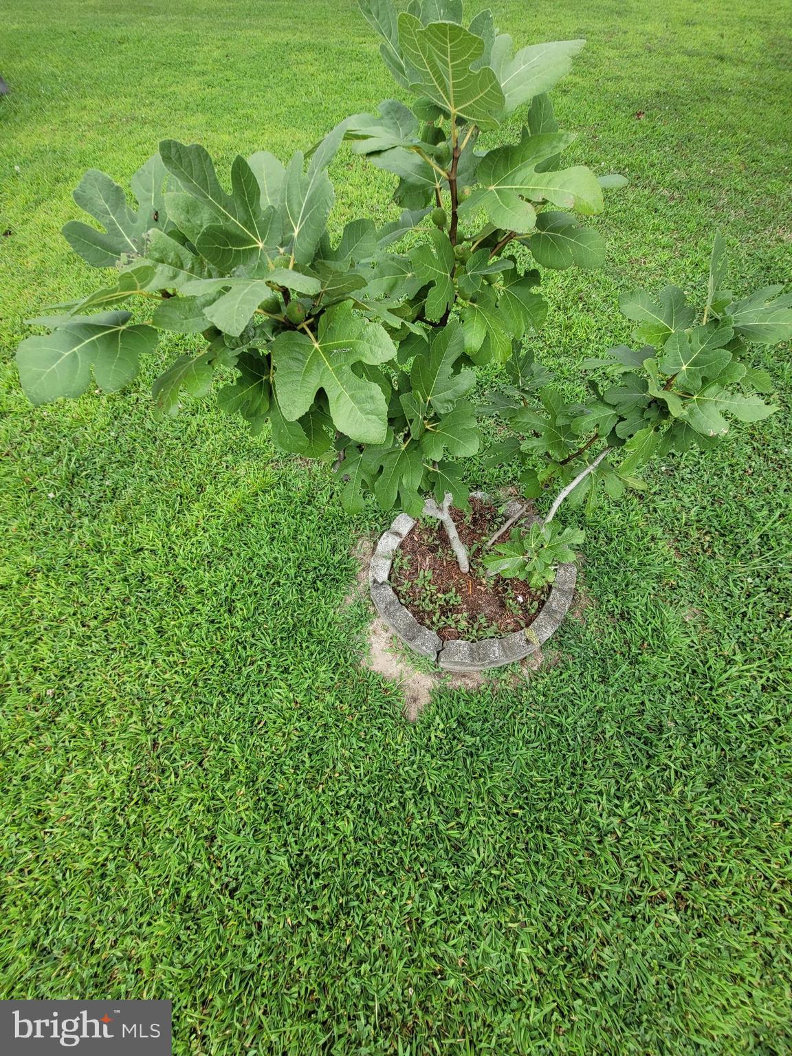 5809 Homestead Street Salisbury, MD 21801 - Photo 25 of 33 Fig Bush with fruit