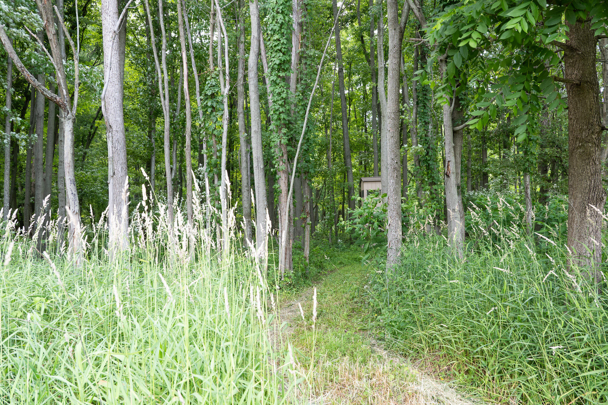 3282 Jerome Road North North Adams, MI 49262 - Photo 17 of 34 P1067851