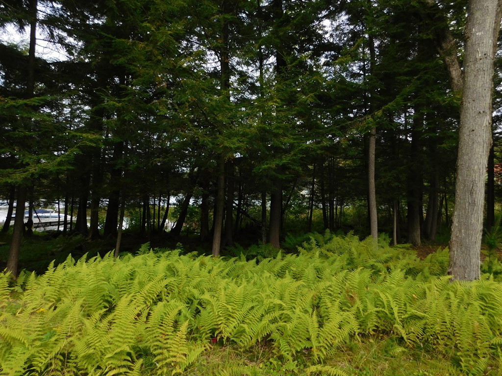 Lot 1 Gilbert Road Inlet, NY 13360 - Photo 6 of 8 Gallery Image 6