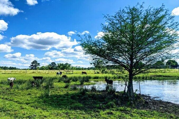 8320 Thames Road Baker, FL 32531 - Photo 3 of 48 a view of a lake with a yard