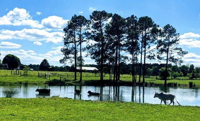 8320 Thames Road Baker, FL 32531 - Photo 4 of 48 a view of a park with large trees
