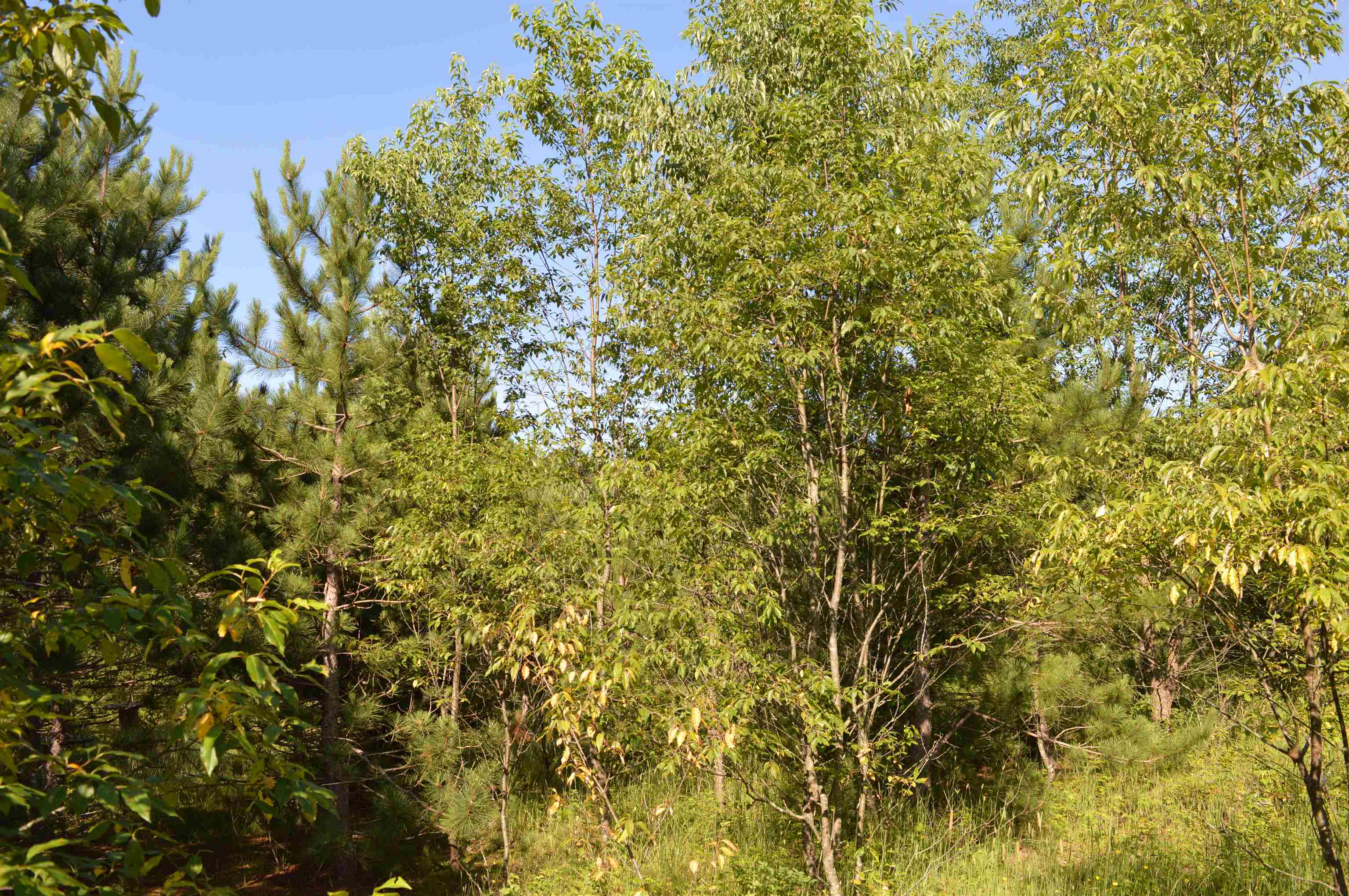 Northeast Holly Road, Unit LOT: A Kalkaska, MI 49646 - Photo 22 of 27