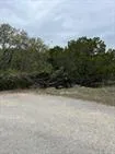a view of a forest with a tree