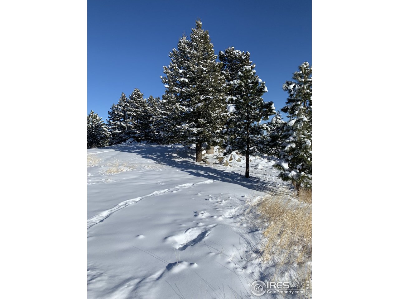 1040 Brook Road Boulder, CO 80302 - Photo 19 of 20 Lots of Trees - Flat Lot