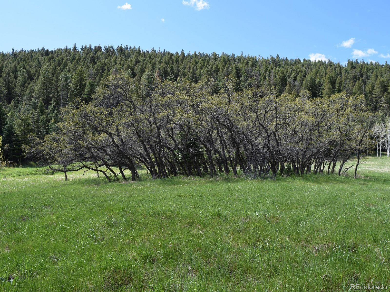 8885 Deifendeffer Road Rye, CO 81069 - Photo 5 of 30 Gallery Image 5