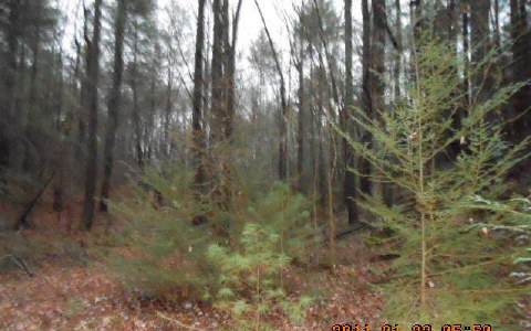 William Sluder Road Ellijay, GA 30540 - Photo 1 of 1 Main View