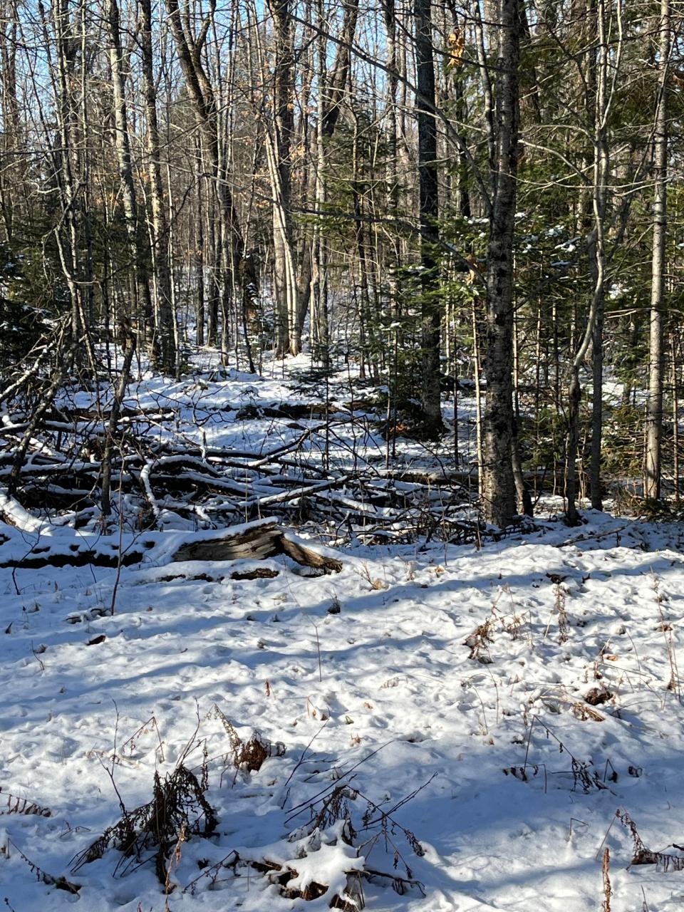 80-ac 80-ac Long Lake Road Mellen, WI 54546 - Photo 2 of 12 Gallery Image 2