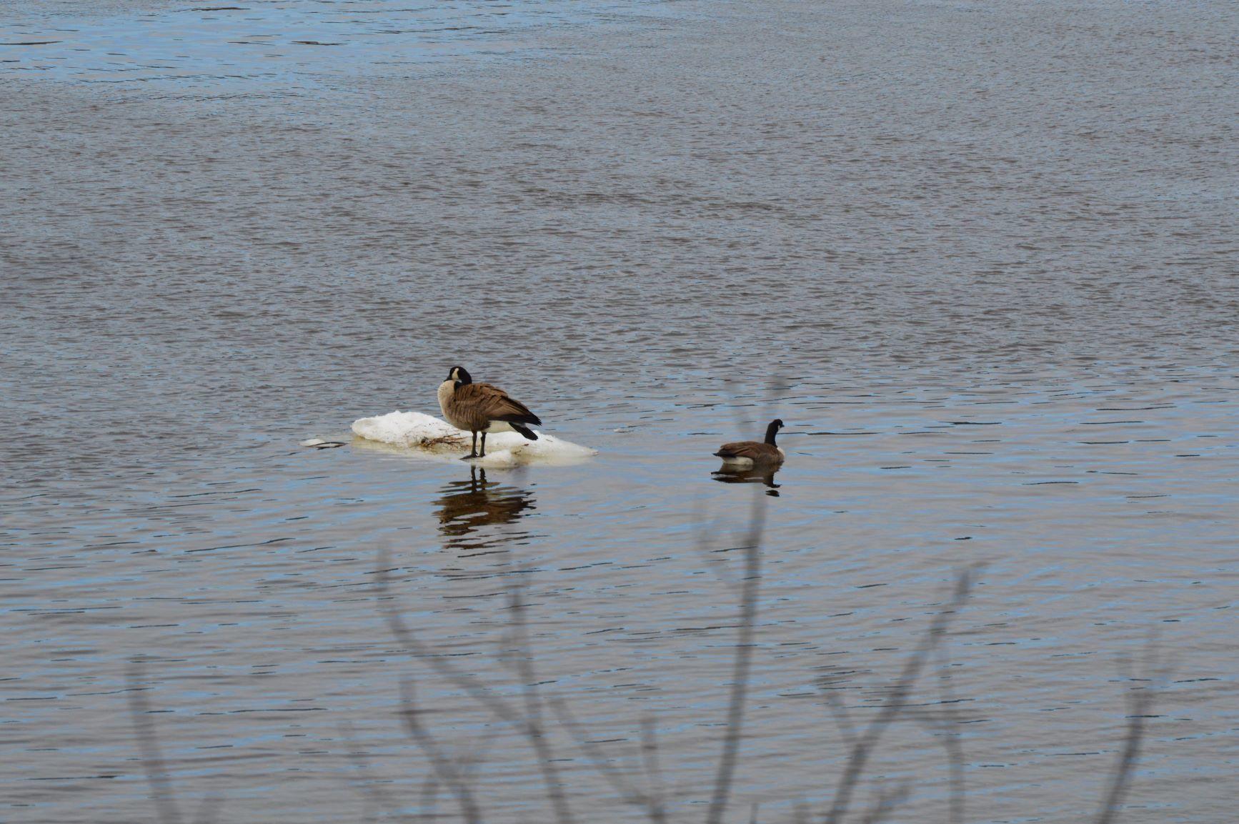 715 St John Road Fort Kent, ME 04743 - Photo 32 of 138 Waterfowl