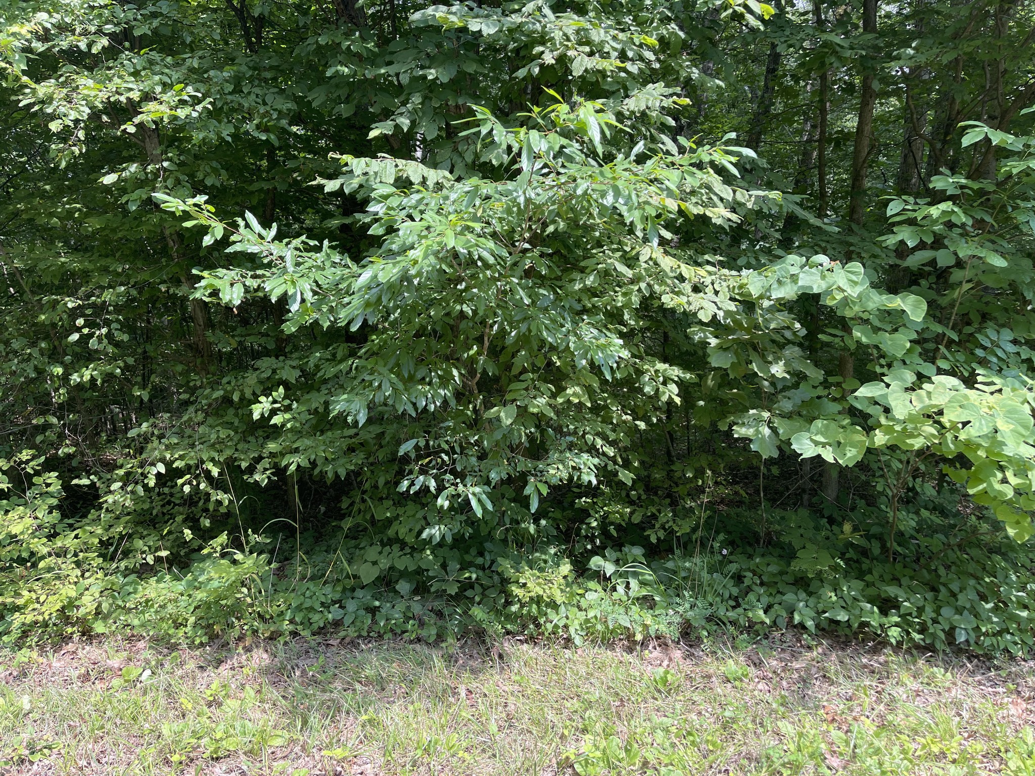0 Waverly Road Tennessee Ridge, TN 37178 - Photo 1 of 1 a view of a plant in a garden