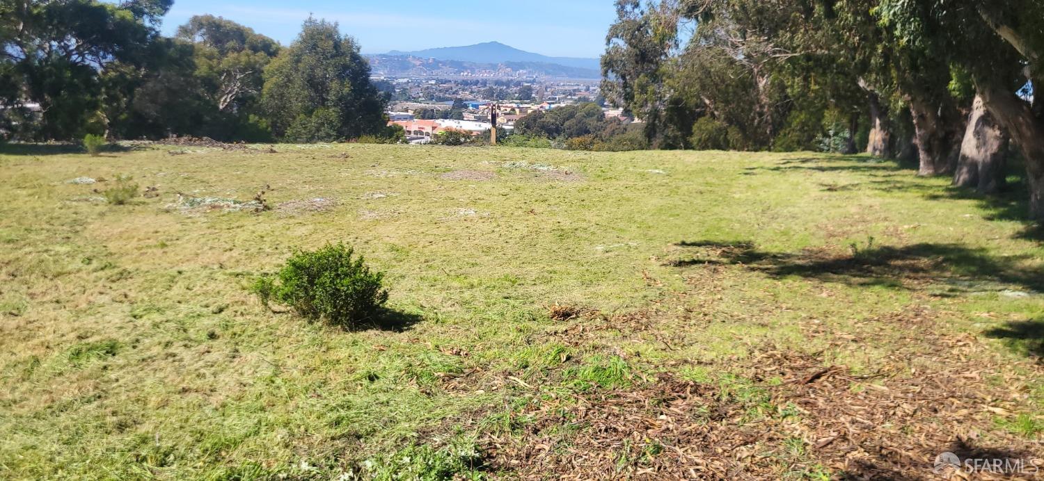 a view of a yard with large trees