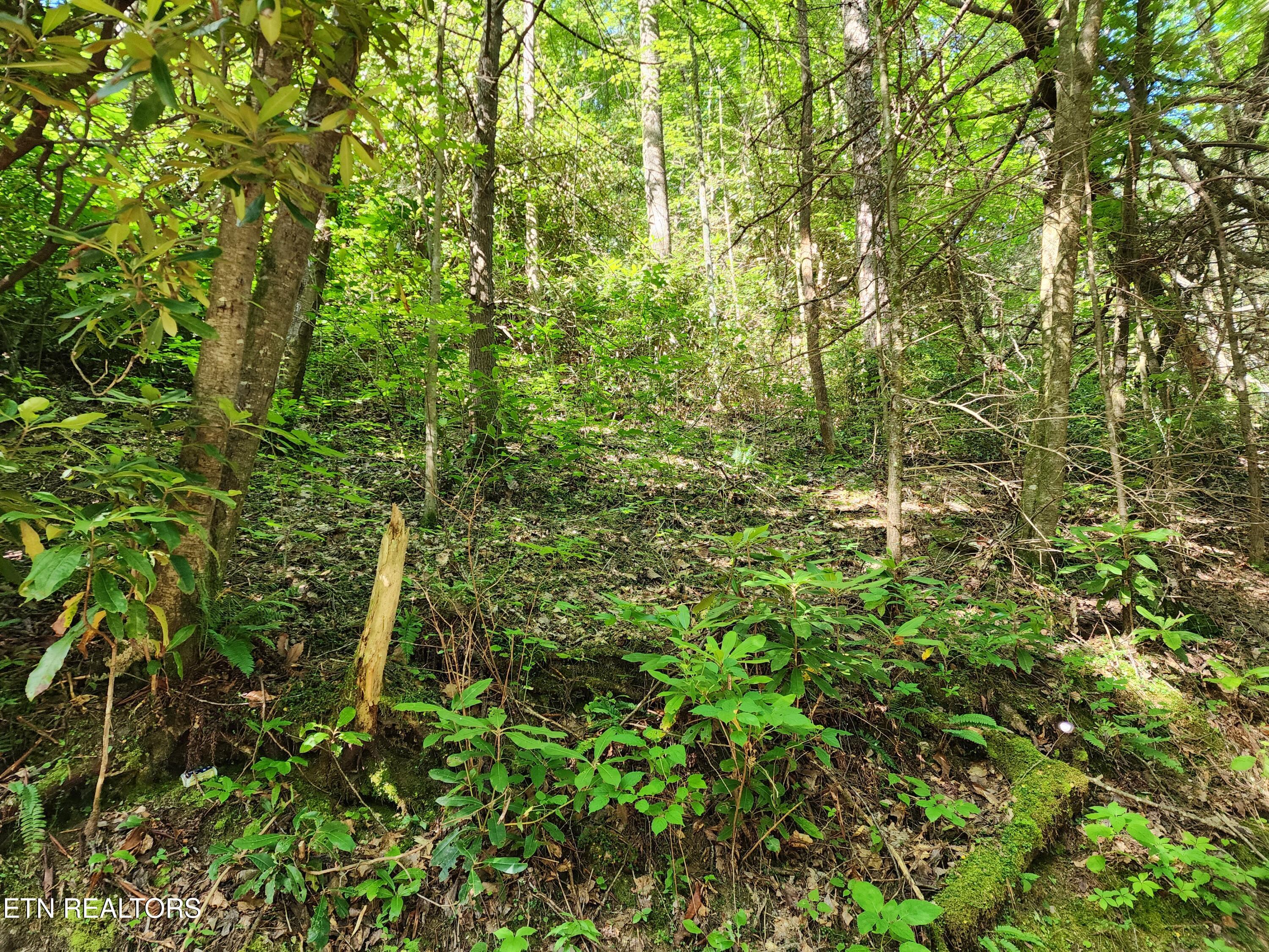 1986 Carrs Creek Road Townsend, TN 37882 - Photo 11 of 25 Slope up the mountain