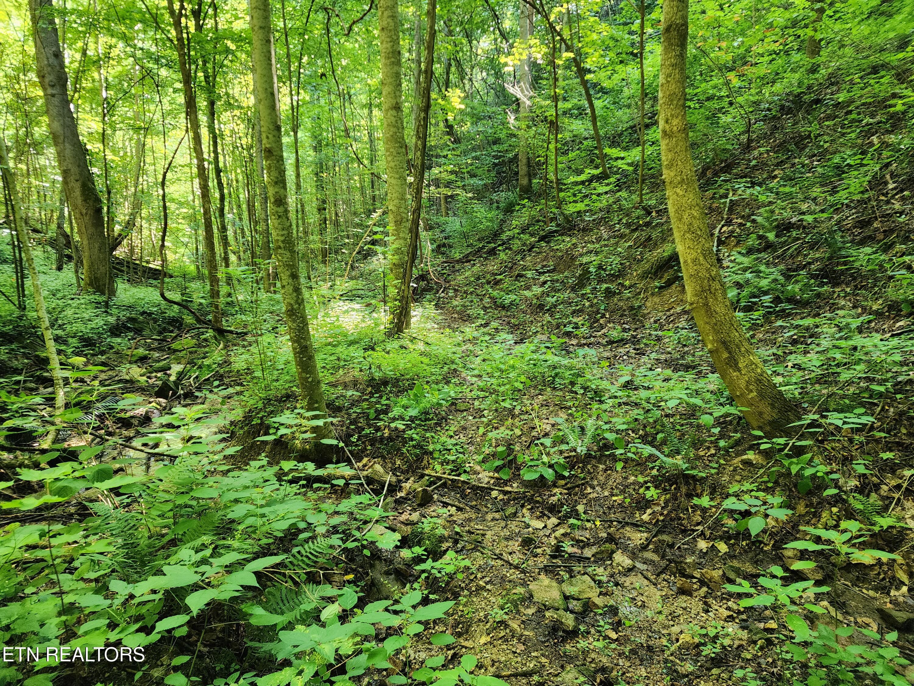 1986 Carrs Creek Road Townsend, TN 37882 - Photo 15 of 25 20250723_100831