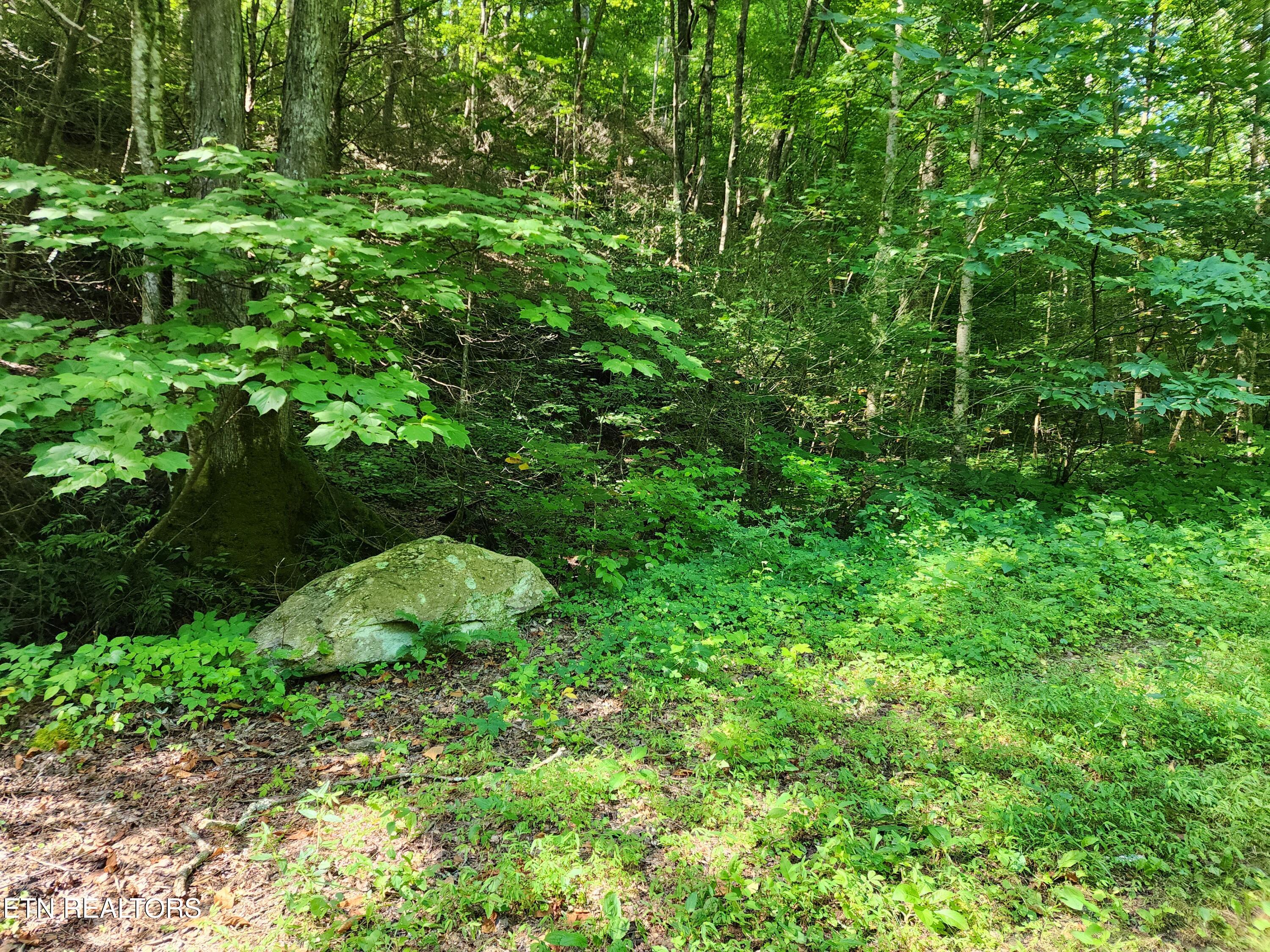 1986 Carrs Creek Road Townsend, TN 37882 - Photo 21 of 25 Rock at spring-fed creek