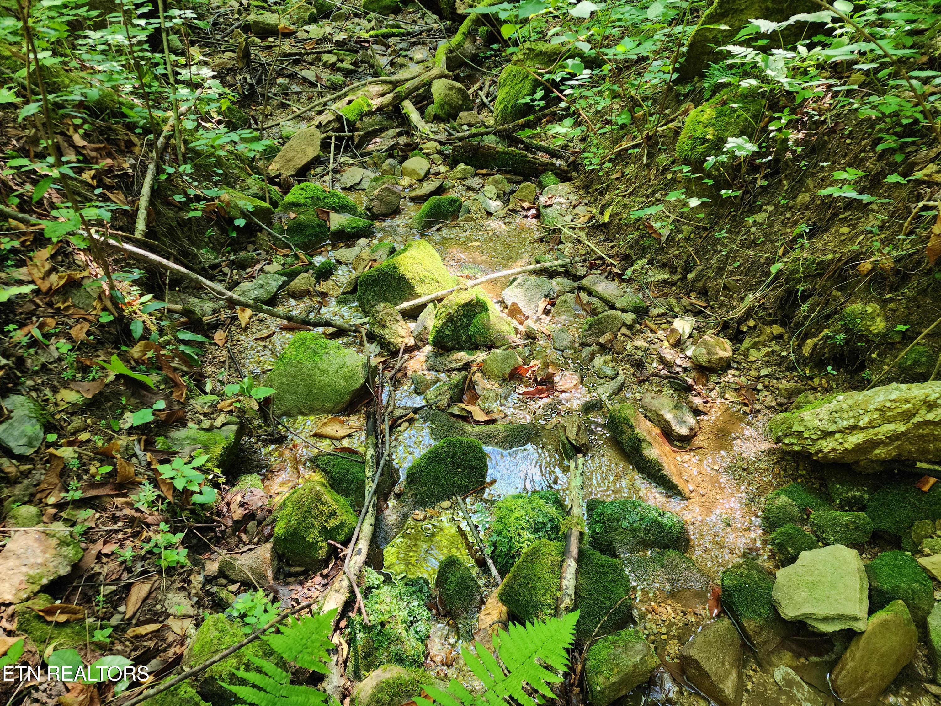 1986 Carrs Creek Road Townsend, TN 37882 - Photo 9 of 25 Summer drought low water