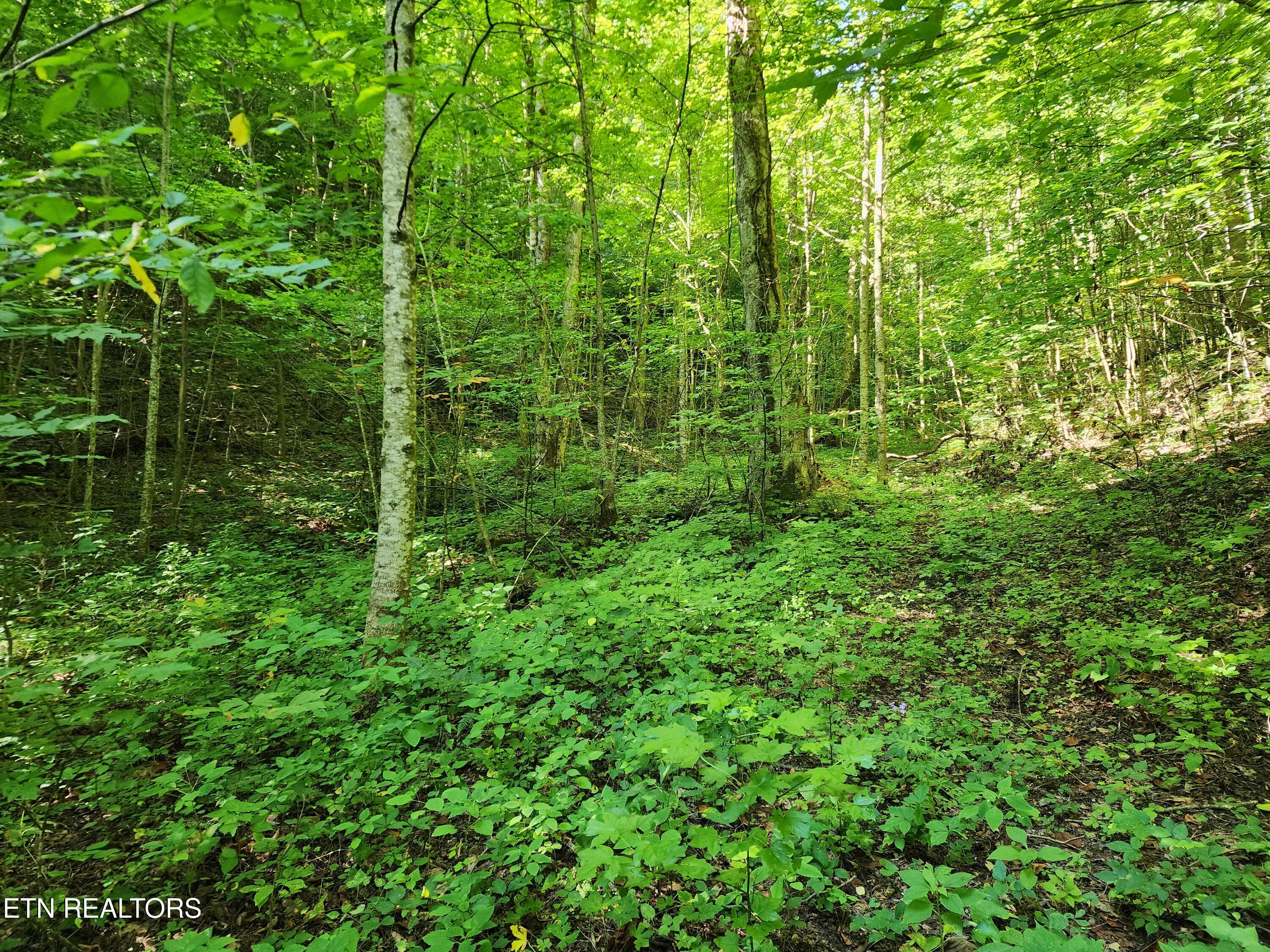 1986 Carrs Creek Road Townsend, TN 37882 - Photo 10 of 25 Valley on NW side close to road