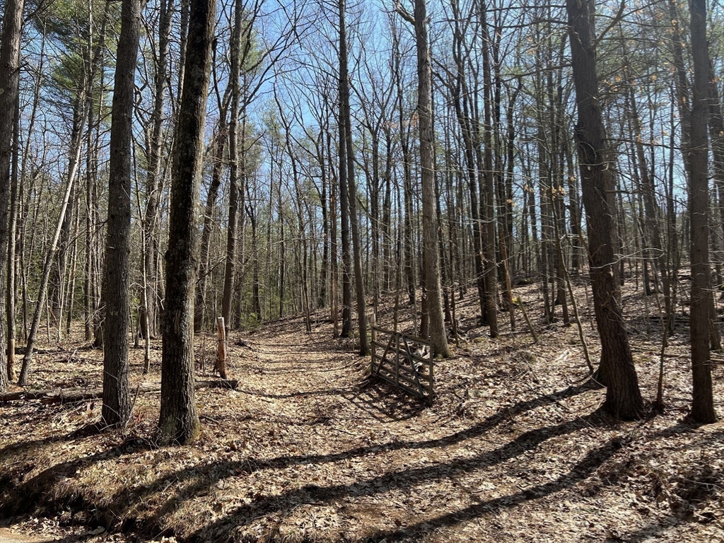 Lot 4 January Hills Road Amherst, MA 01002 - Photo 1 of 11 a view of a backyard with trees