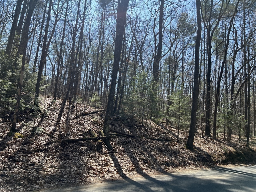 Lot 4 January Hills Road Amherst, MA 01002 - Photo 5 of 11 a view of a forest with trees