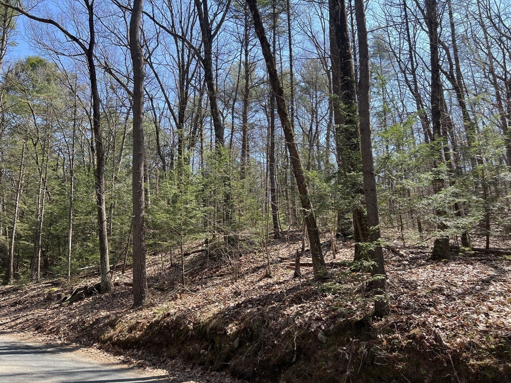 Lot 4 January Hills Road Amherst, MA 01002 - Photo 6 of 11 a view of a forest with trees