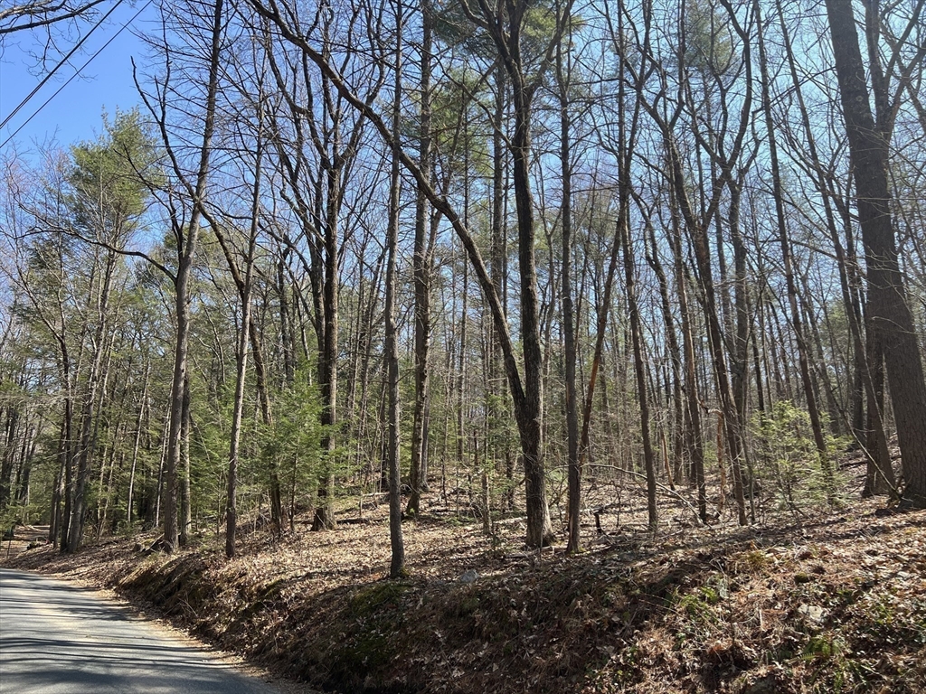 Lot 4 January Hills Road Amherst, MA 01002 - Photo 7 of 11 a view of a forest with trees in the background