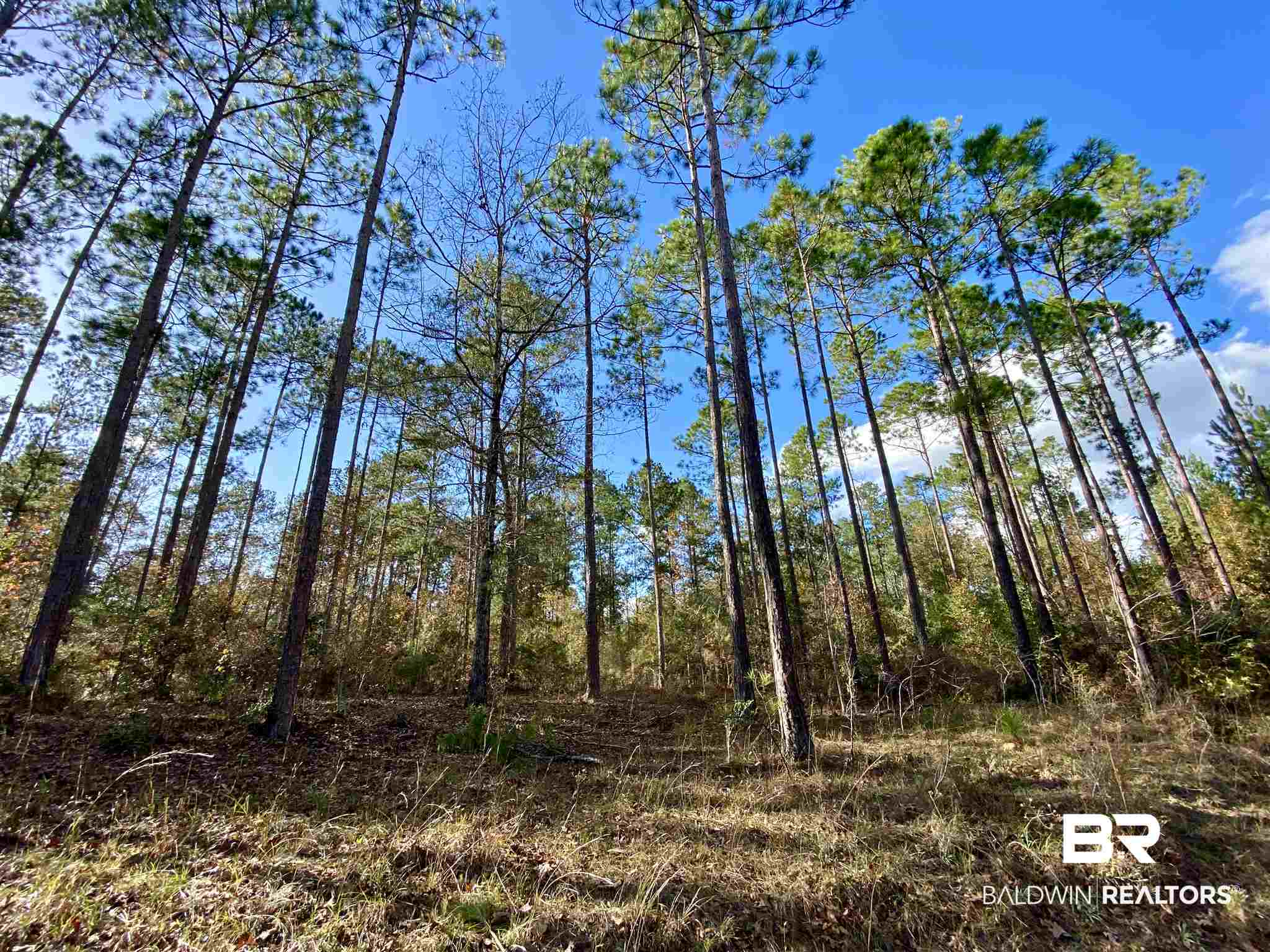 0 Whitetail Run Chatom, AL 36518 - Photo 22 of 29