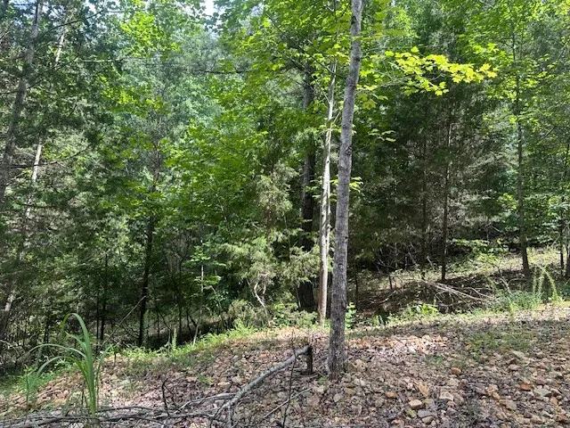a view of a tree in a yard